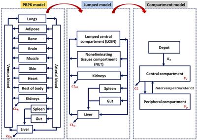 A compatibility evaluation between the physiologically based pharmacokinetic (PBPK) model and the compartmental PK model using the lumping method with real cases